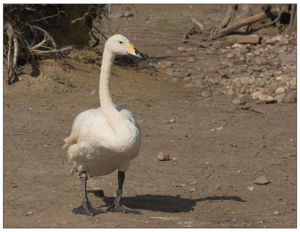 Gans im Glück....