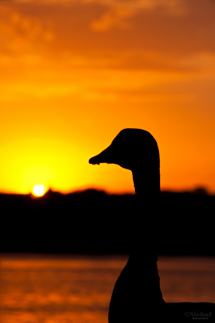 Gans im Glück - eh, Sonnenuntergang