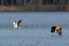 Gans im Glück......Doku 