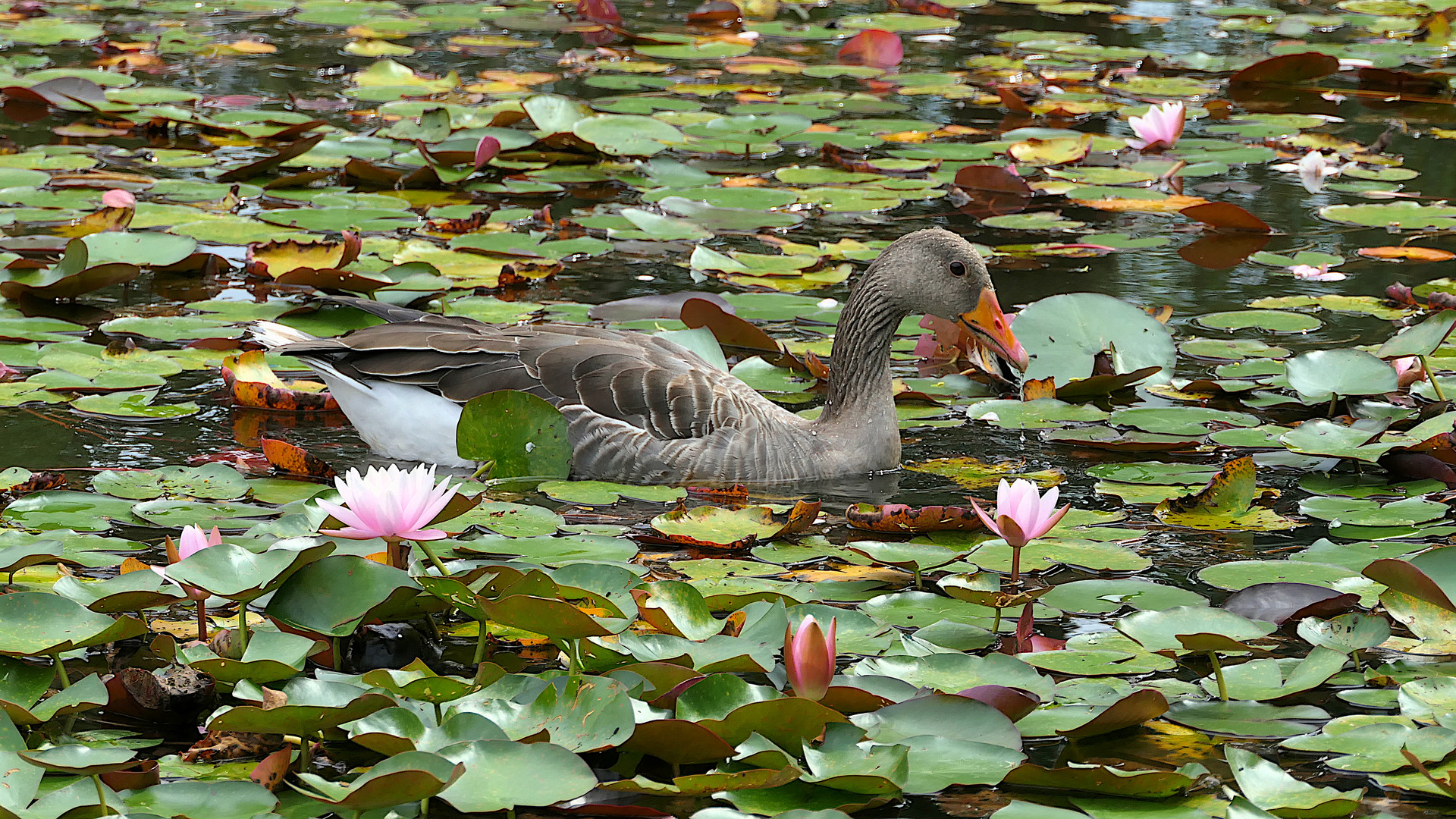 Gans im Grün