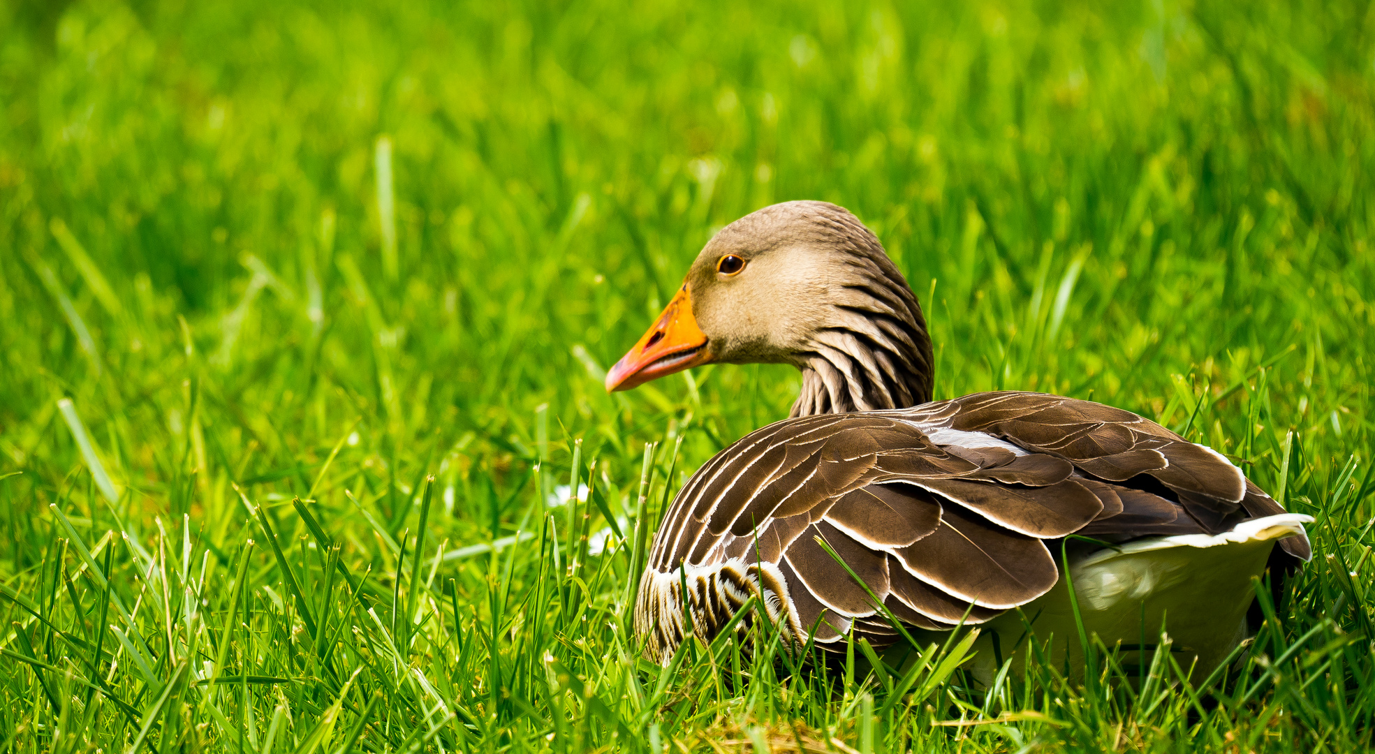 Gans im Grünen