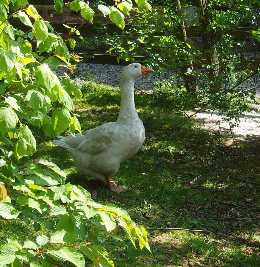 Gans im Grünen Foto & Bild