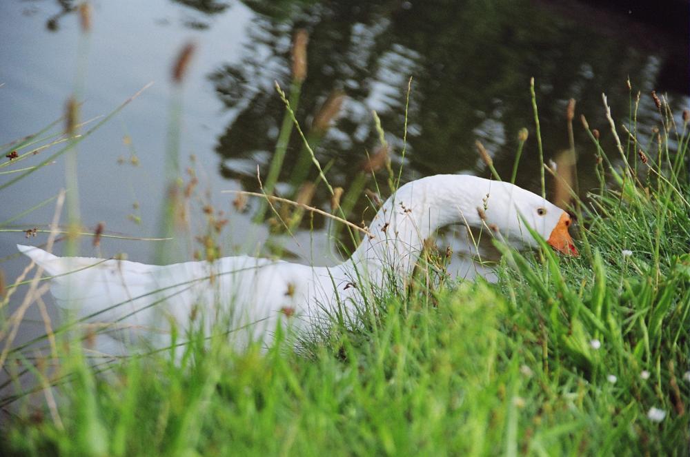 Gans im Grünen