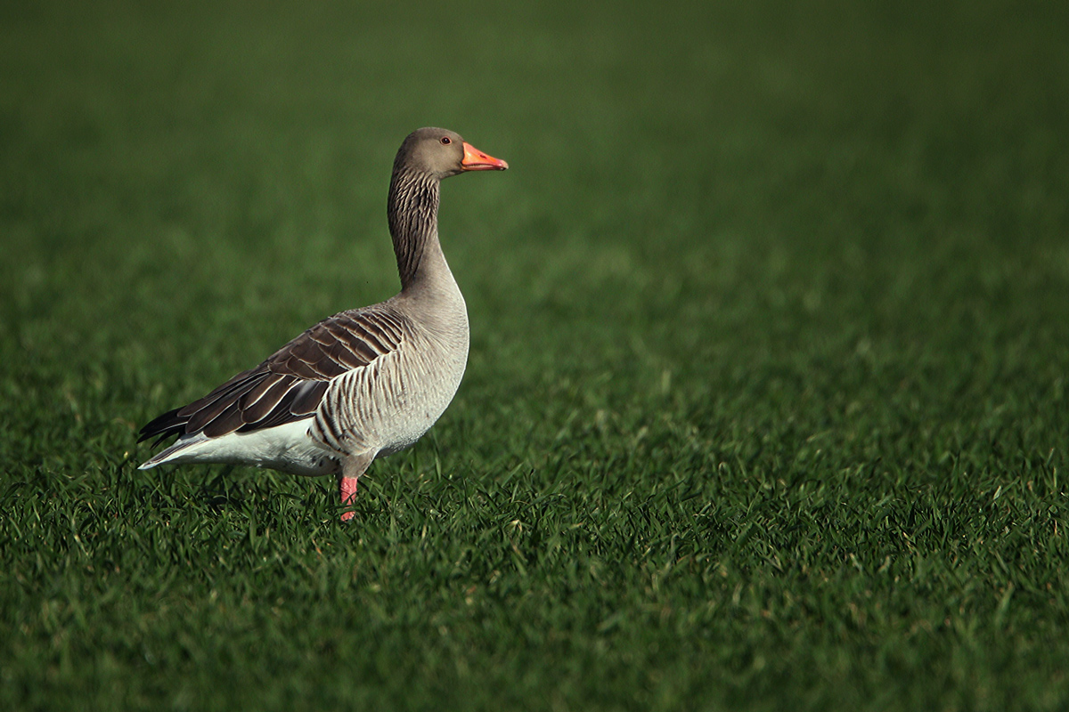 Gans im Grünen