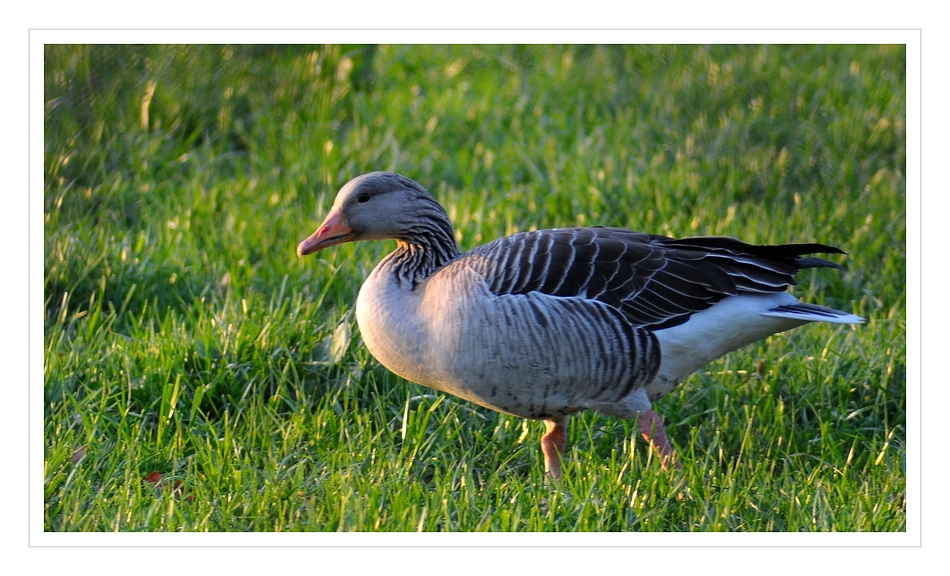 Gans im Grünen