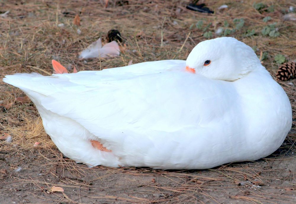 Gans im Kölner Zoo 