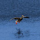 Gans im Landeanflug