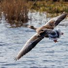 Gans im Landeanflug