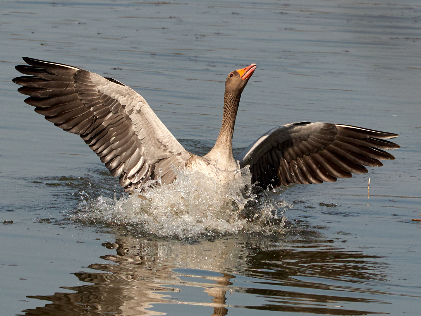 Gans im Landeanflug