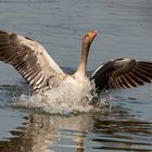 Gans im Landeanflug