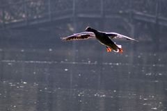 Gans im Landeanflug