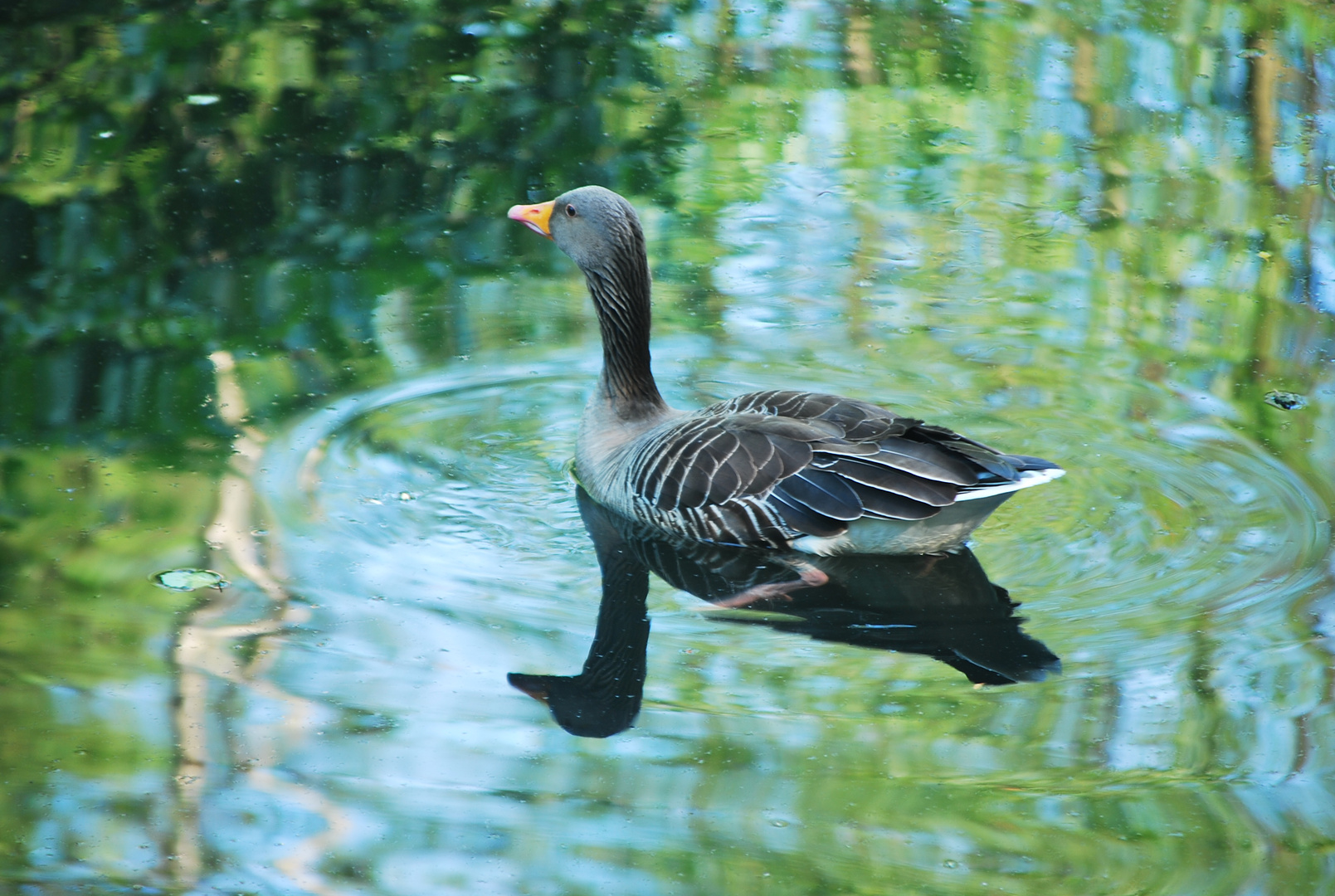 Gans im "Monet"-Teich