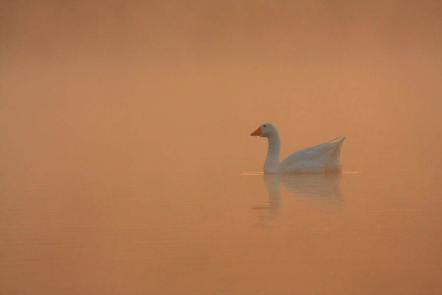 Gans im Morgenlicht