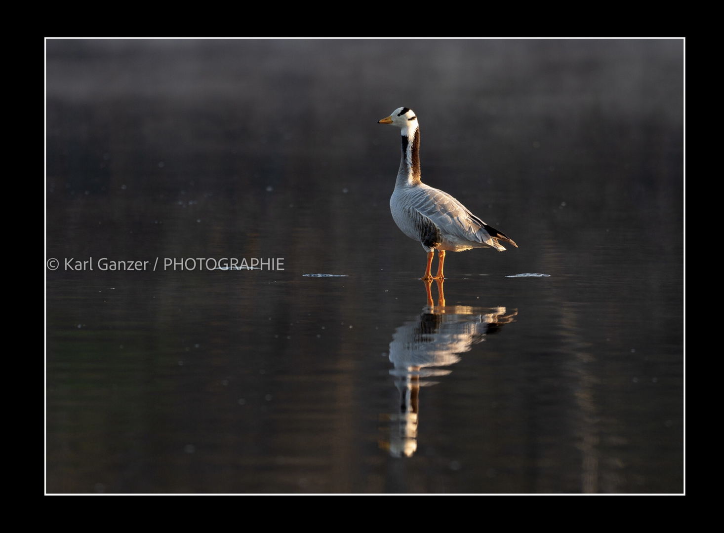 Gans im Morgenlicht