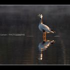 Gans im Morgenlicht