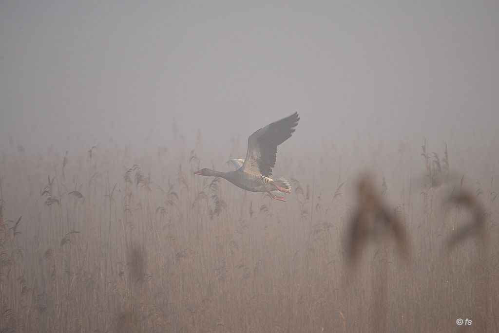 Gans im Nebel