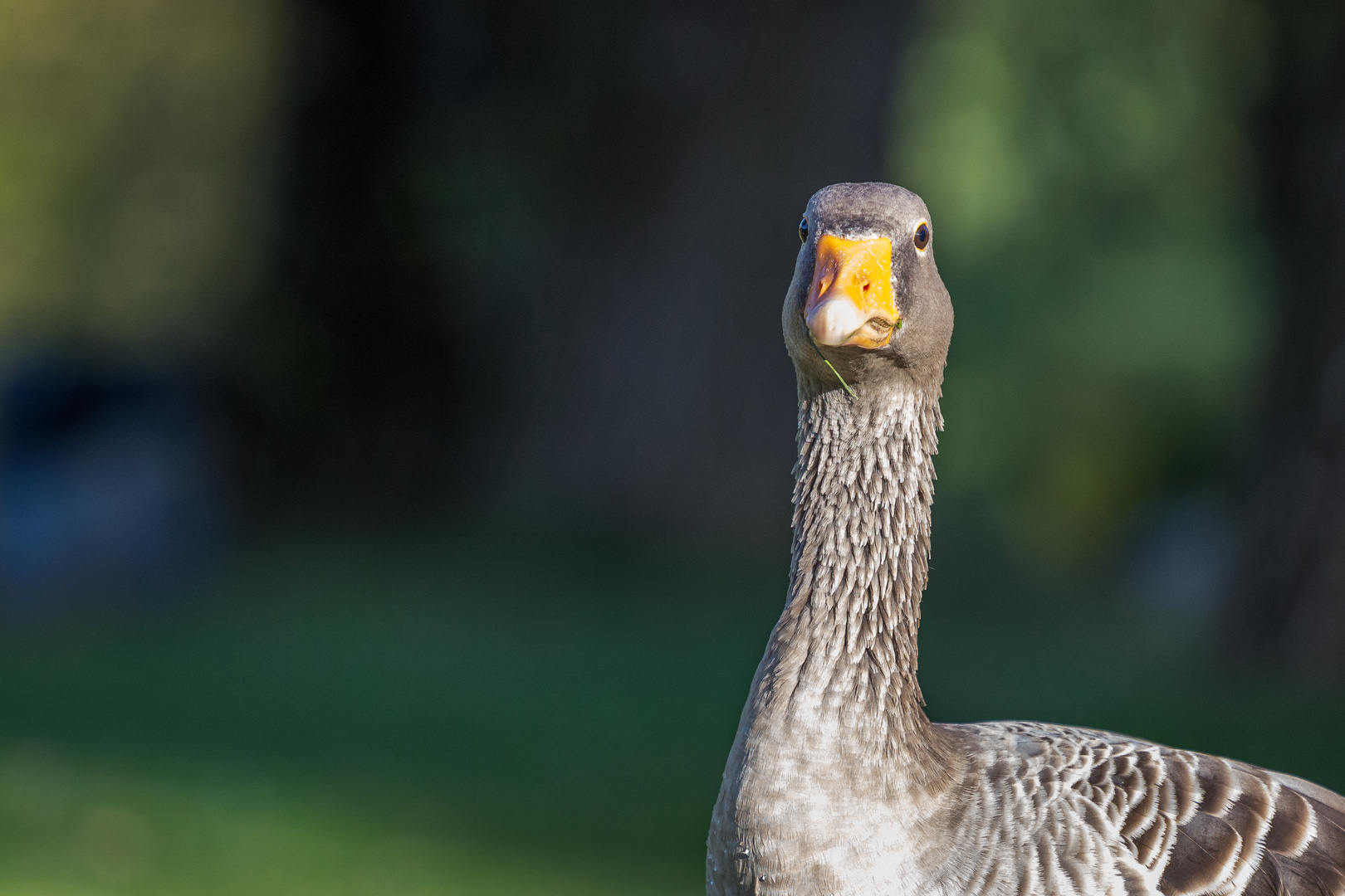 Gans im Olympiapark bei Abendsonne im Herbst