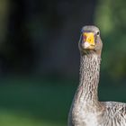 Gans im Olympiapark bei Abendsonne im Herbst