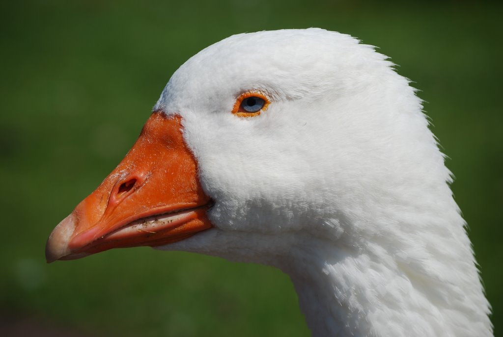 Gans im Park