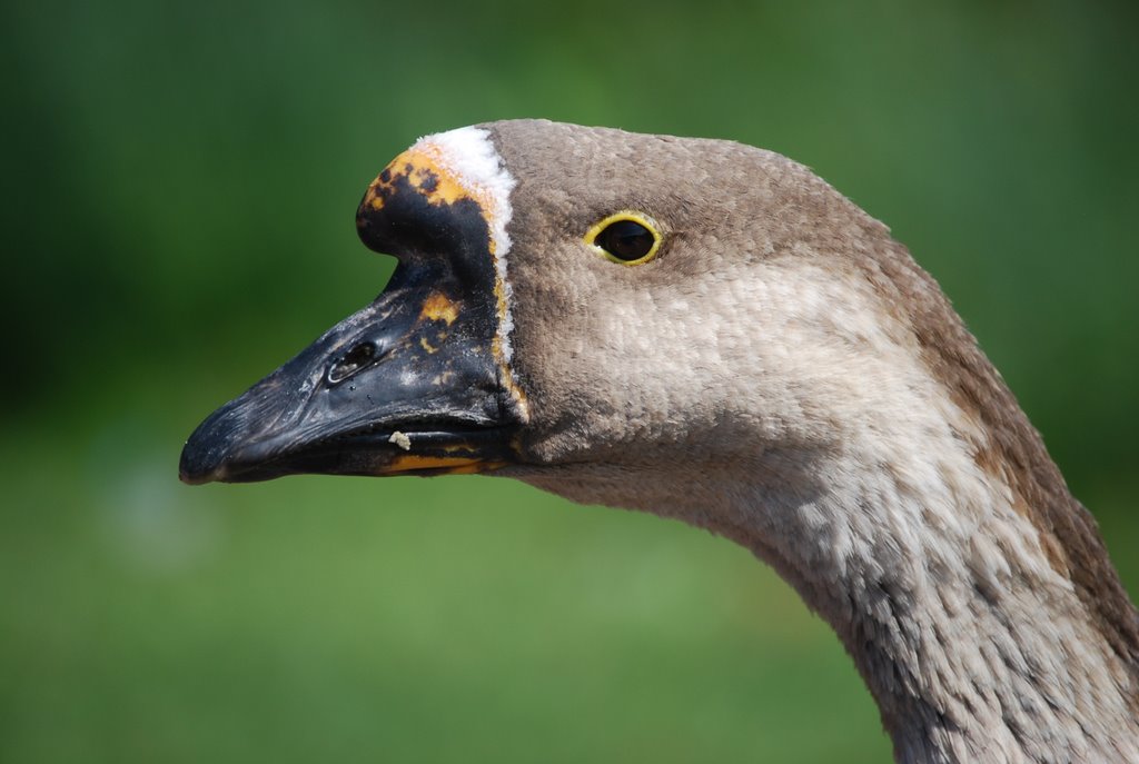 Gans im Park - weiblich