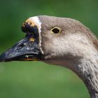 Gans im Park - weiblich