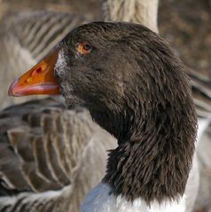 Gans im Profil mit phantastischem Blick (im Winter am See)