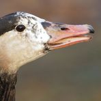 Gans im Profilschnitt