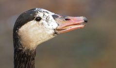 Gans im Profilschnitt