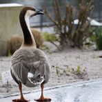 Gans im Regen