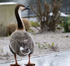 Gans im Regen