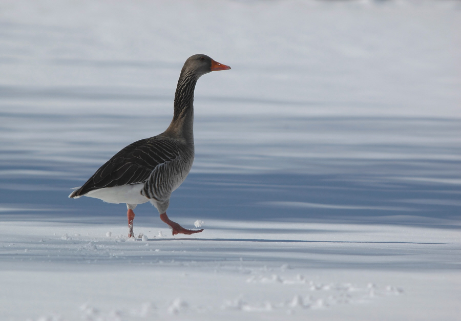 Gans im Schnee von Monika Schmiedgen