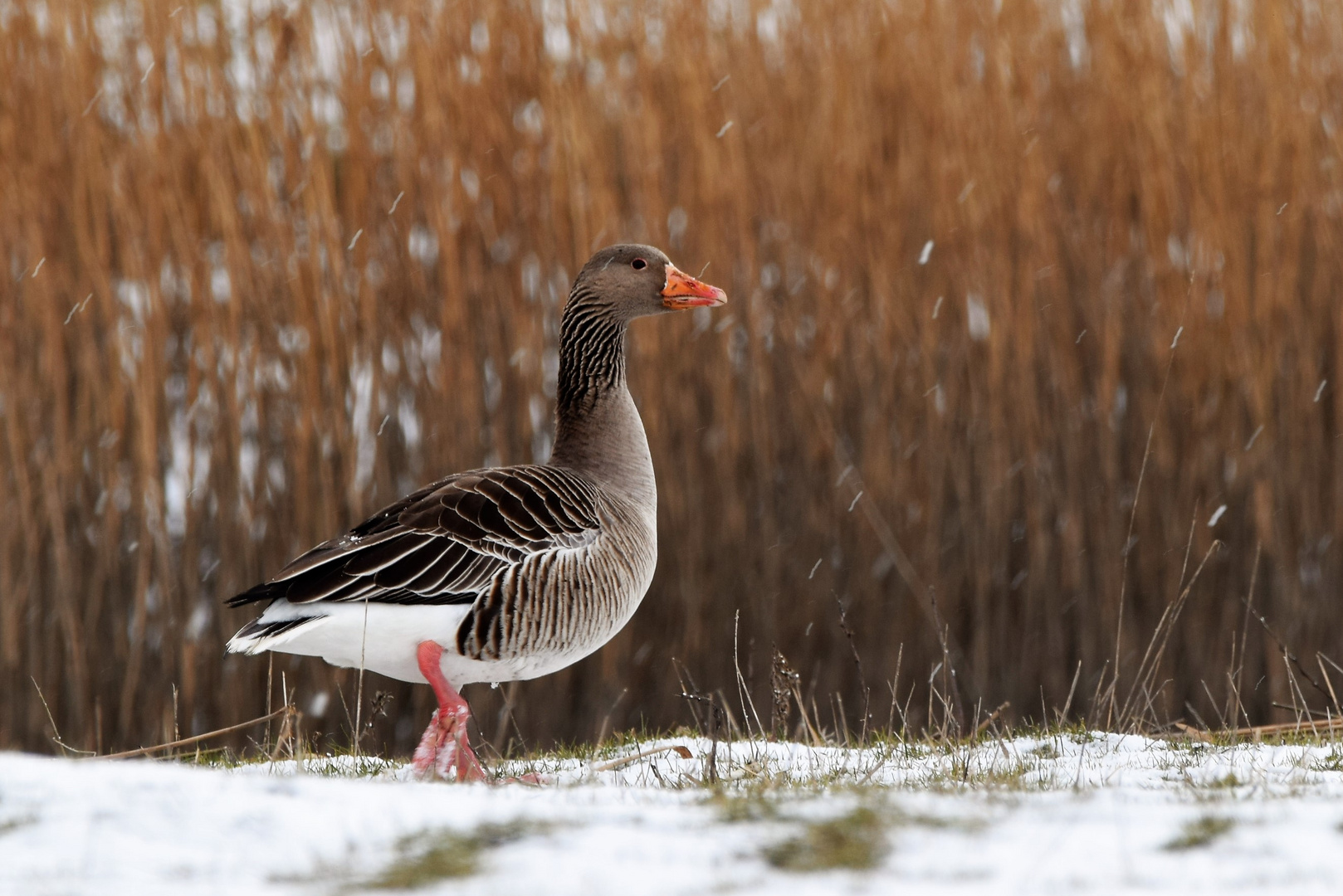 Gans im Schnee