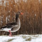 Gans im Schnee