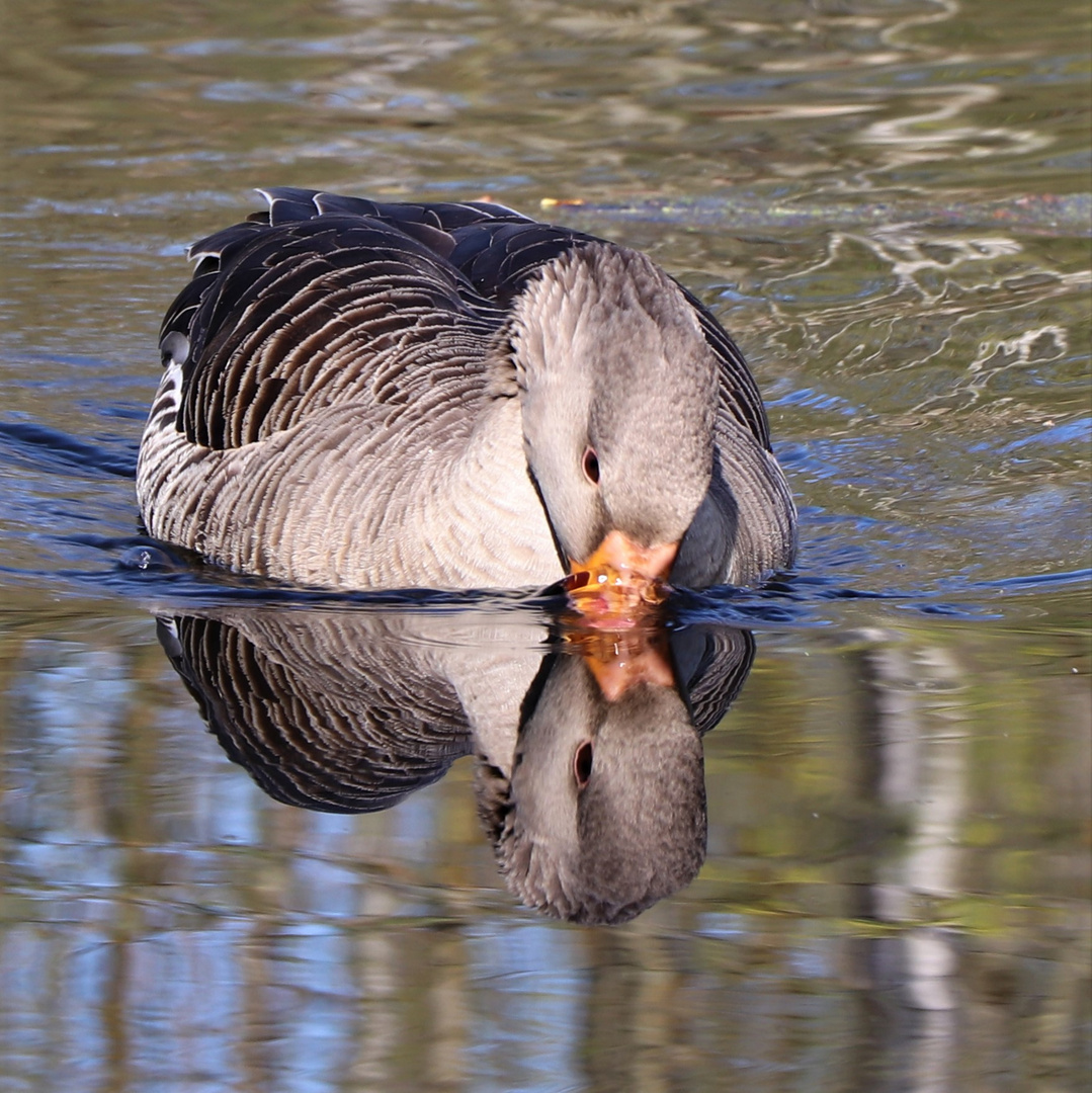 Gans im Spiegel