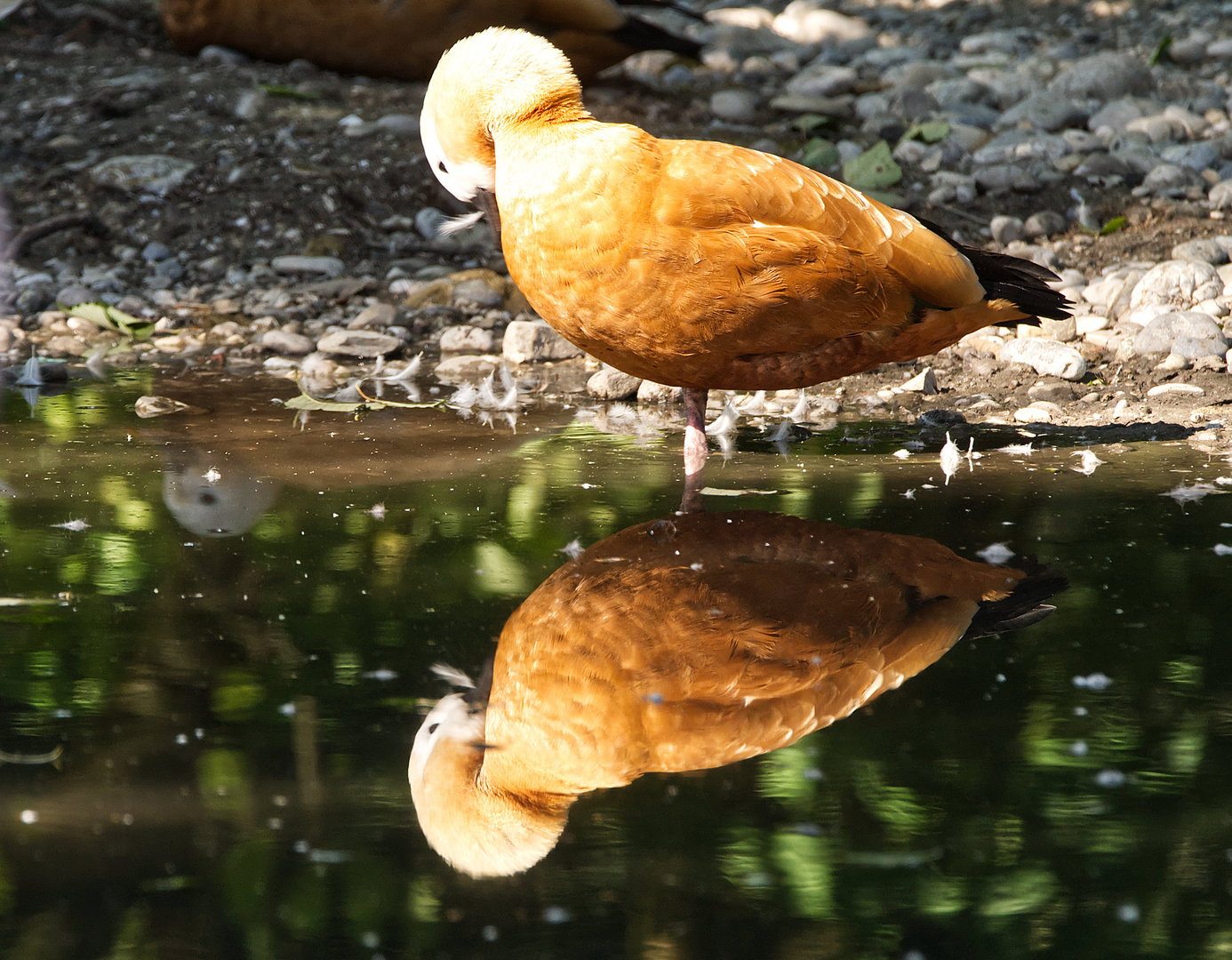 Gans im Spiegel