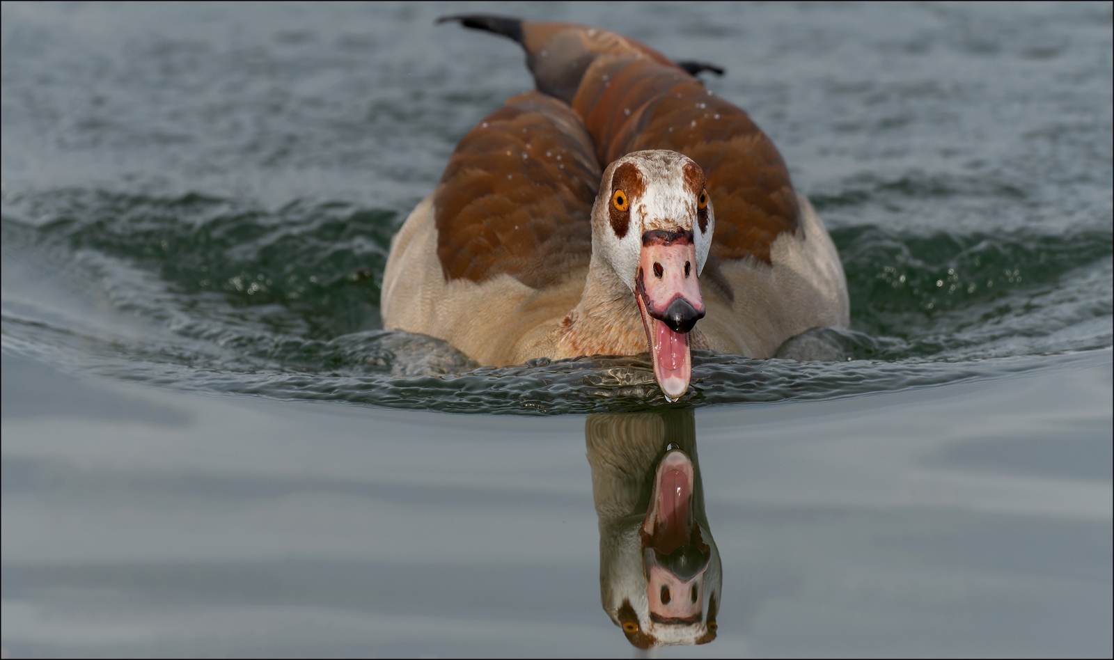 Gans im Spiegel