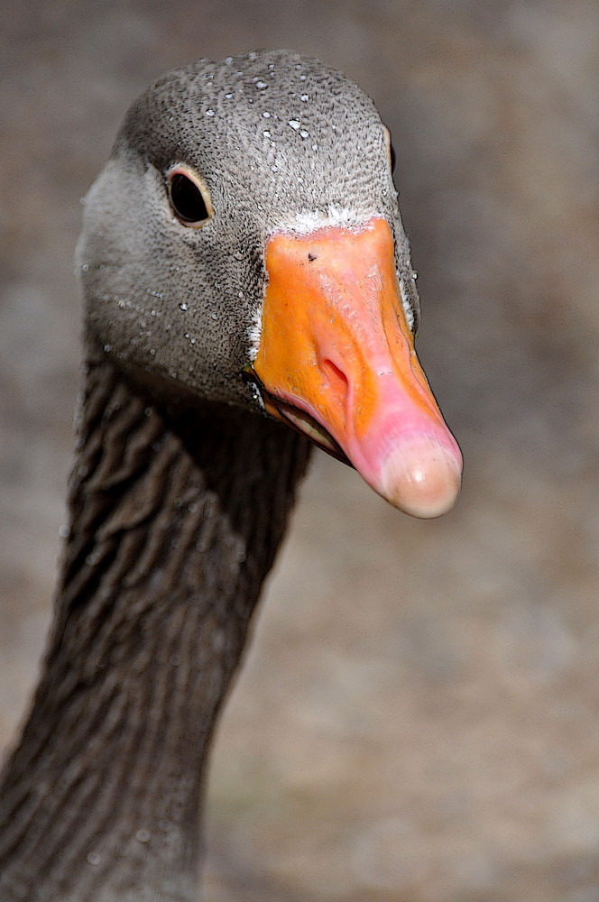 Gans im St. James' Park (London)