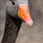 Gans im St. James' Park (London)