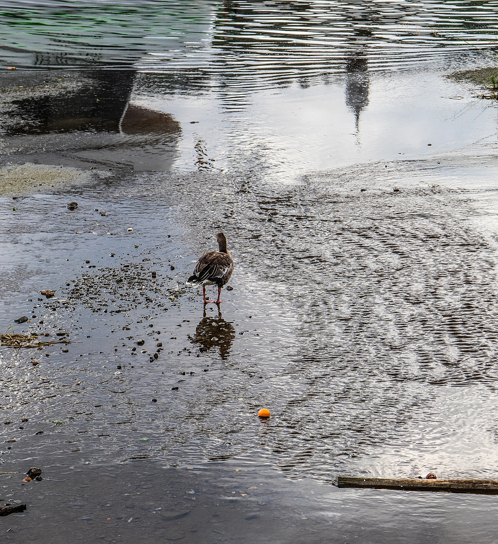 Gans im Tiefenbach 