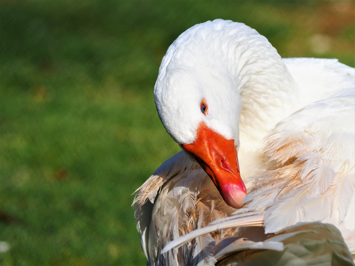 Gans im Tierpark Alte Fasanerie