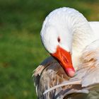 Gans im Tierpark Alte Fasanerie