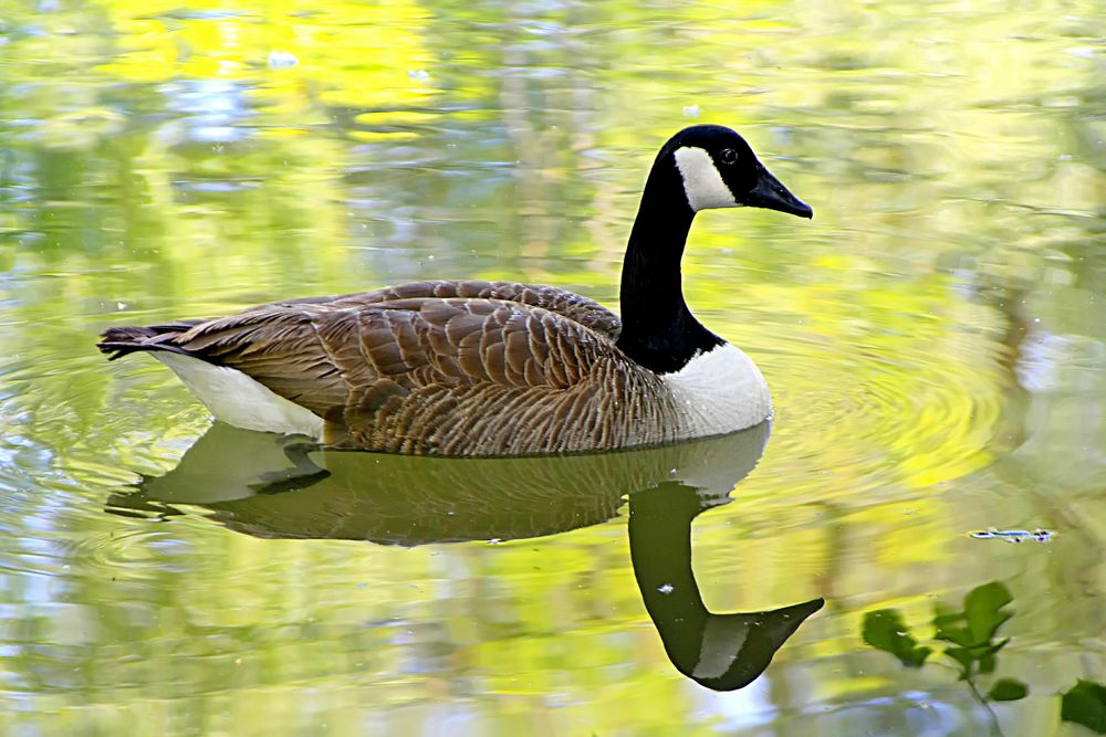 gans im vogelparkweiher