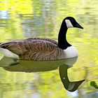 gans im vogelparkweiher