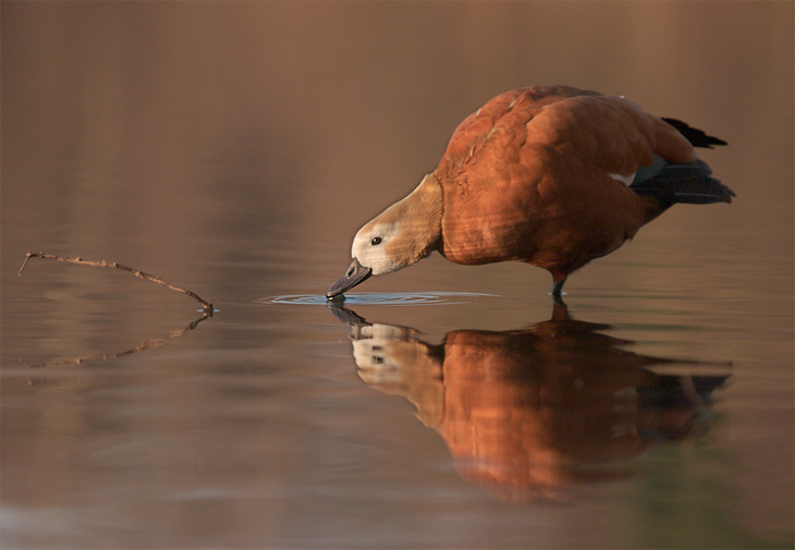 Gans im Wasser rostet = Rostgans