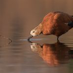 Gans im Wasser rostet = Rostgans