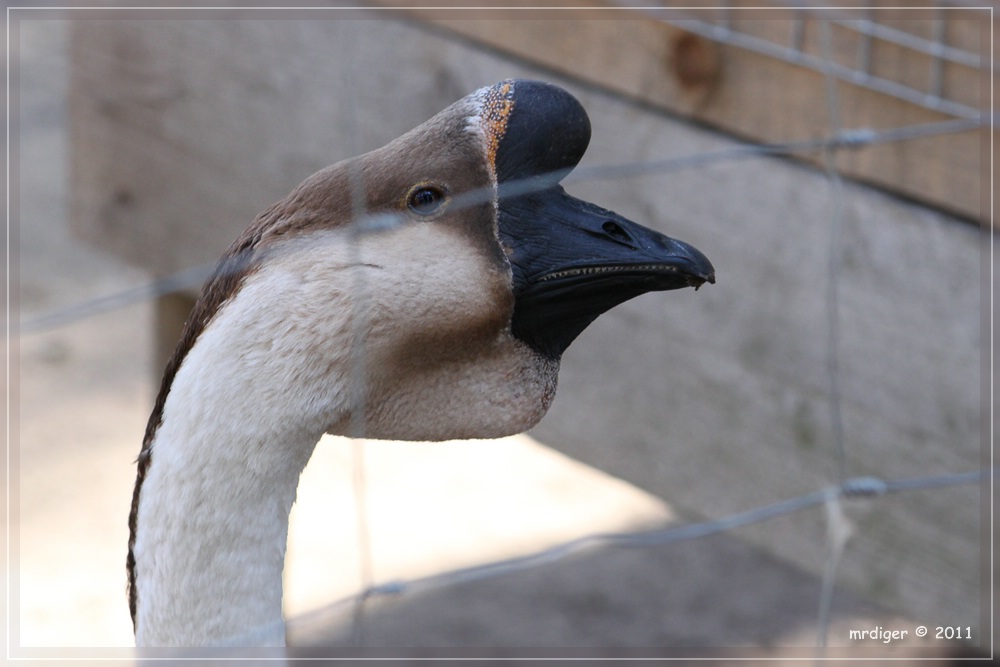 Gans im Wildfreigehege Saerbeck