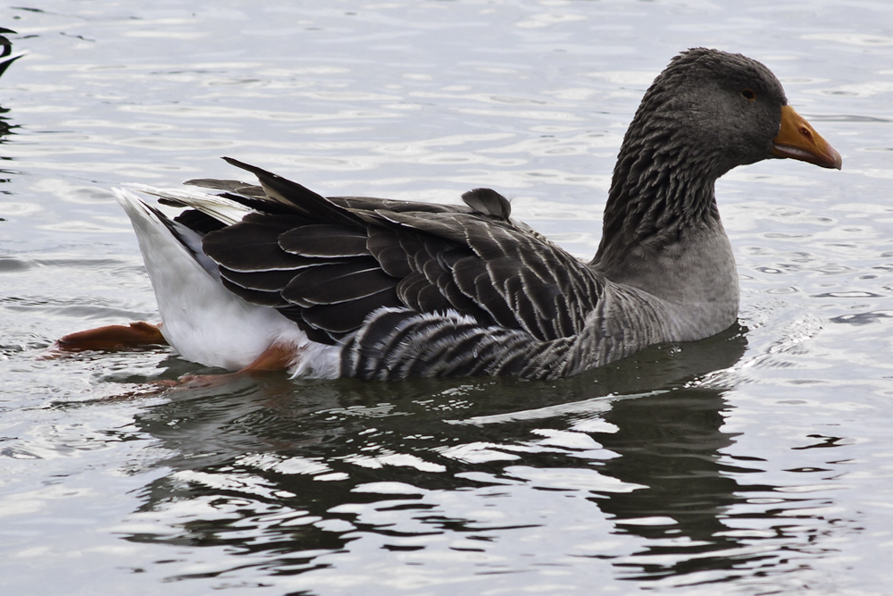 Gans im Winterkleid