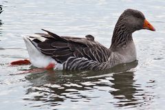 Gans im Winterkleid