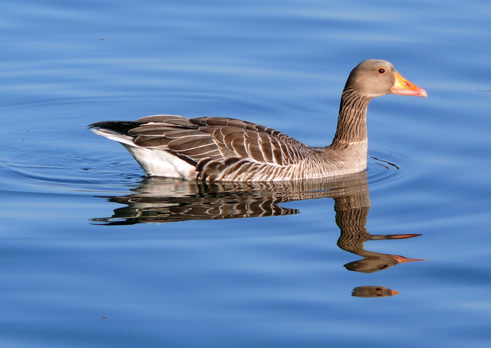 ...gans in blau...