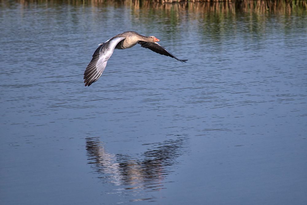 Gans in der Lippeaue